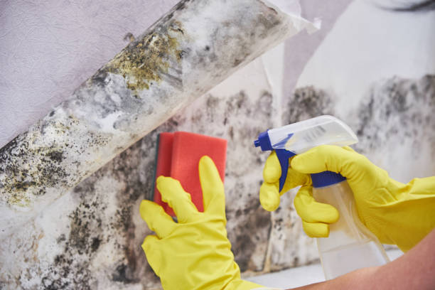  , USA Mold Removal Services Pros